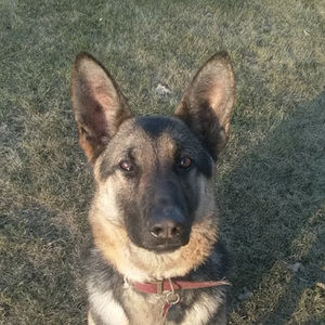 Meet your Posher, Noah